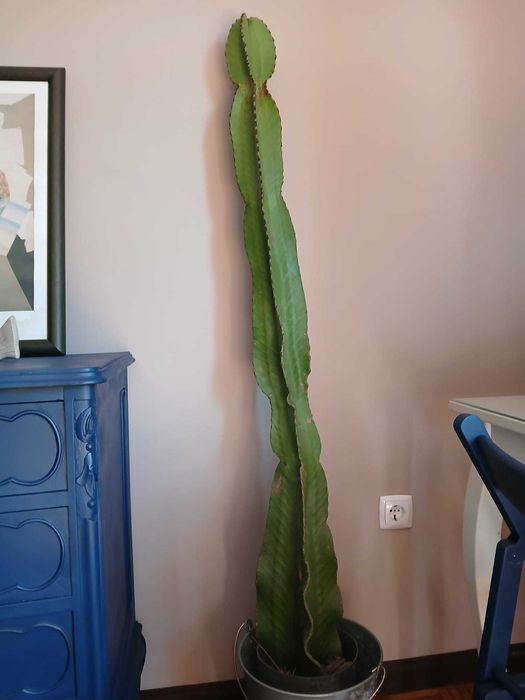 Vendo cactos aloe vera, candelabro e monsteras