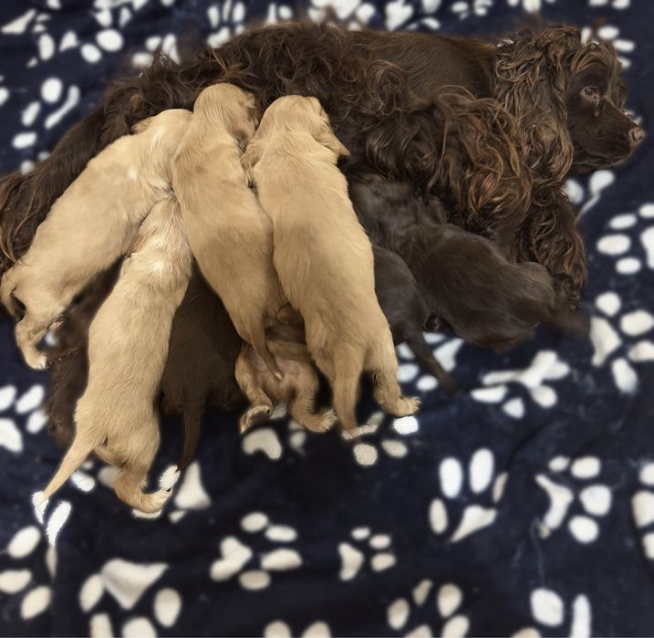 Цуценята Англійський кокер спаніель від шоколадної мами