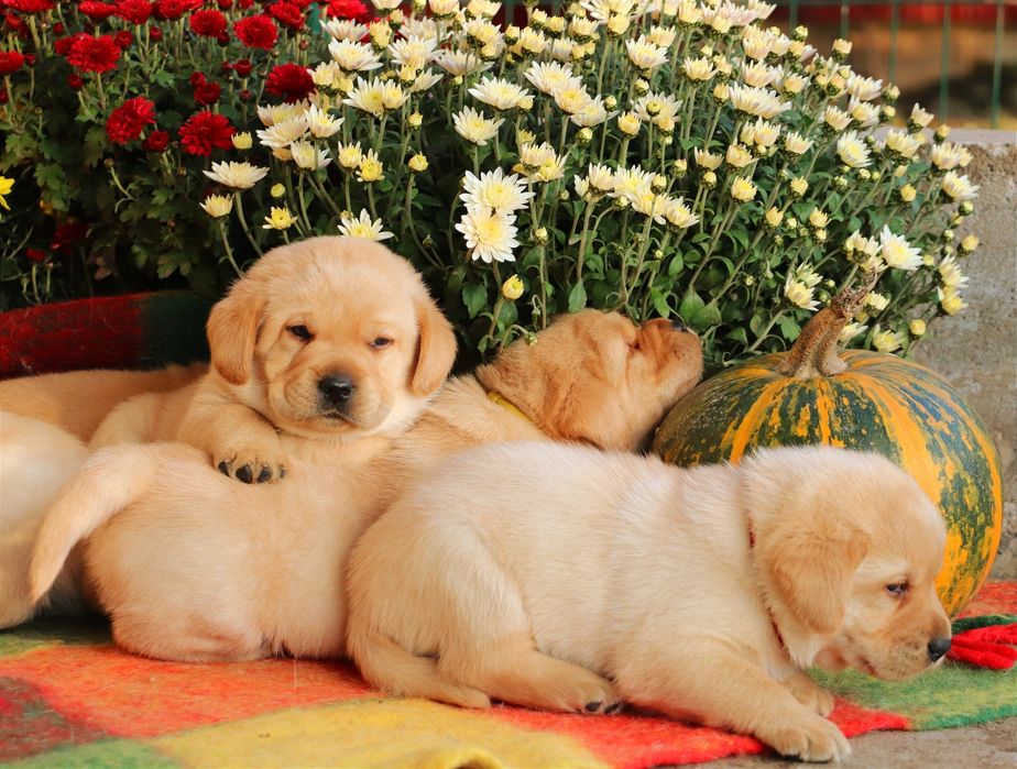 Цуценята Лабрадор ретривер