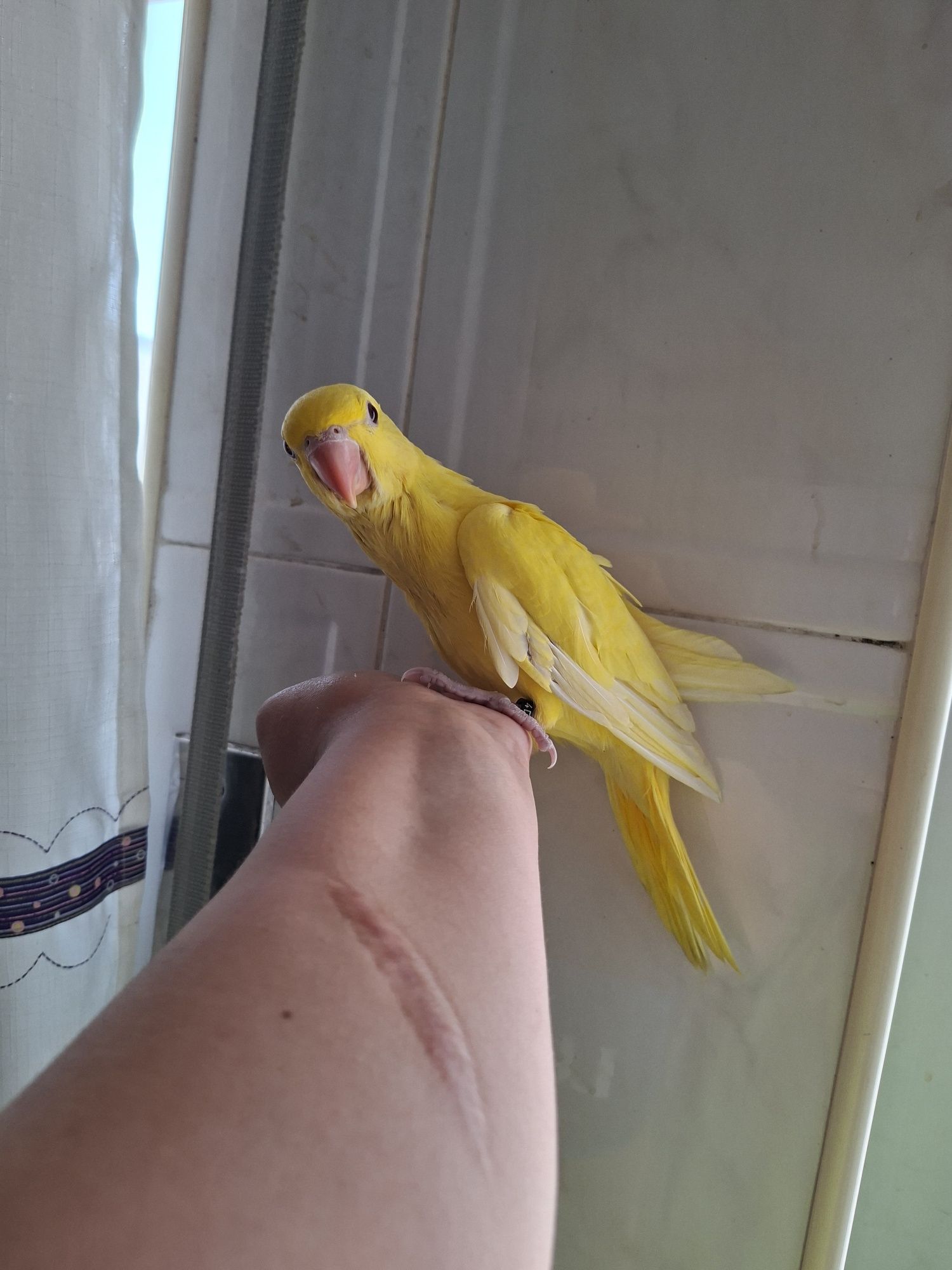 Ring neck domesticado