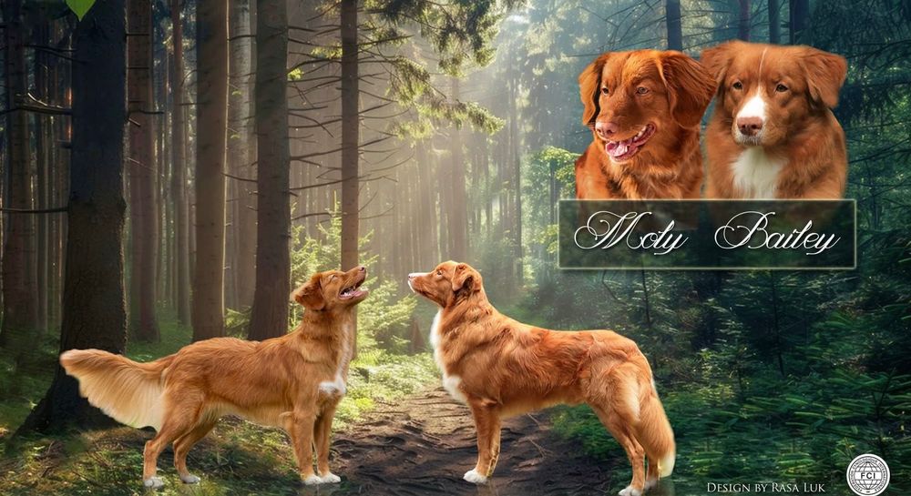 nova scotia duck tolling retriever