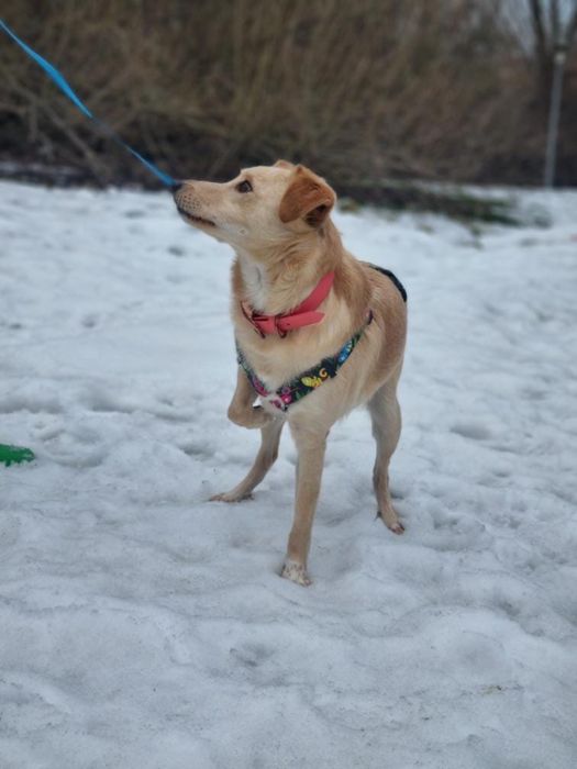 Biszkopt, ur. 2020, piesek ze schroniska