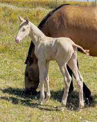 Cavalos Lusitanos