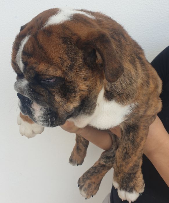 bulldog. inglês ingles