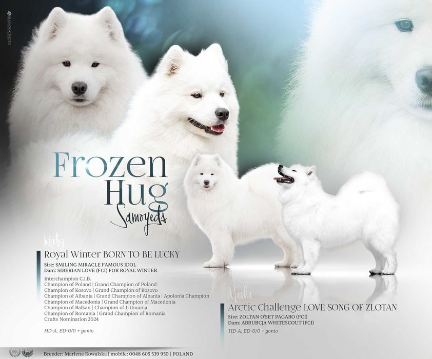 Samoyed, odbiór grudzień