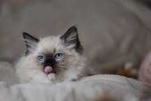 Ragdoll - dziewczynka :)