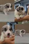 Border collie, suczka blue merle ZKwP FCI