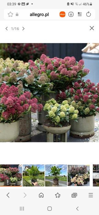 Skimia confusa "Kew Green" XL, wieczniezielona, pachnie jak konwalie!