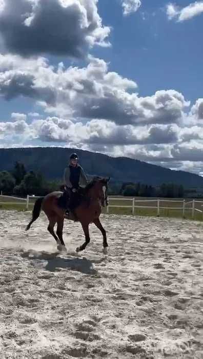 Wałach do dużego sportu-sprzedaż-zamiana