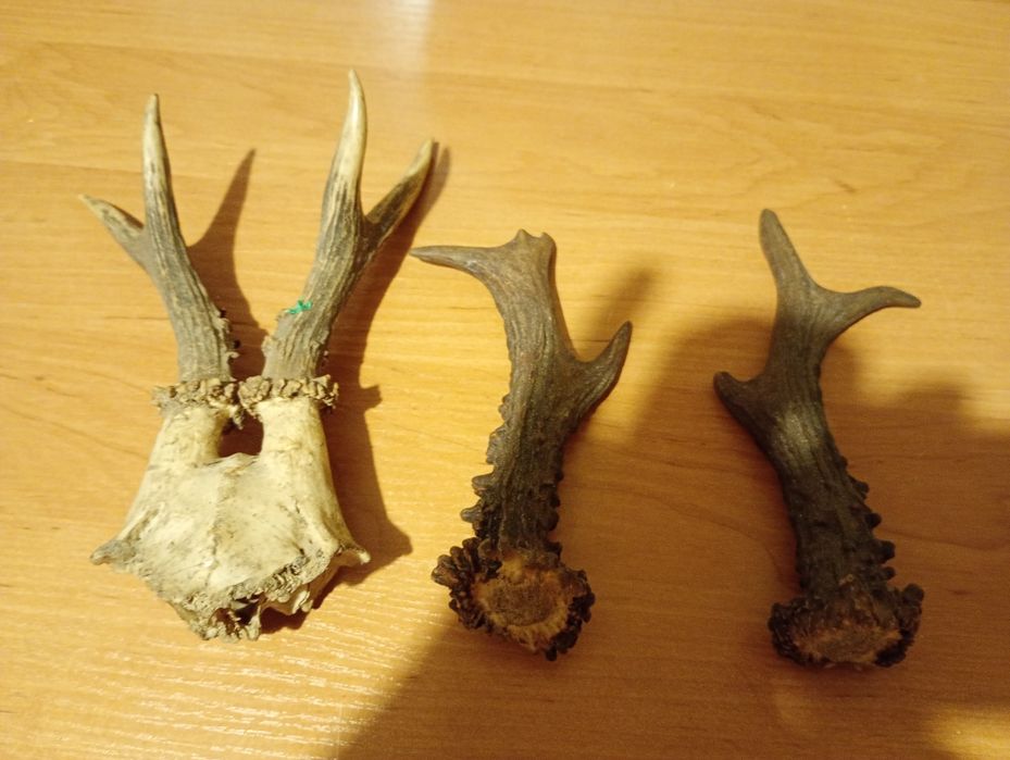 Poroże komplet Szybka Wysyłka cztery sztuki