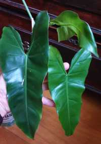 Philodendron Acutatum