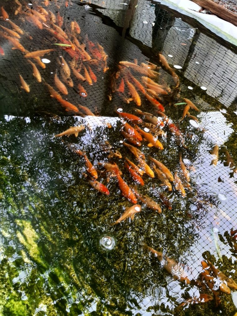 Carpas Koi venda