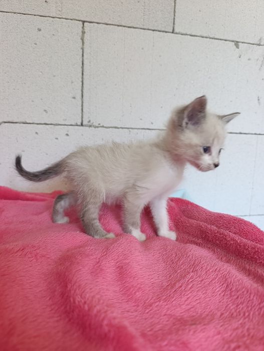 Котик тайський окрас  шукає дім котенок