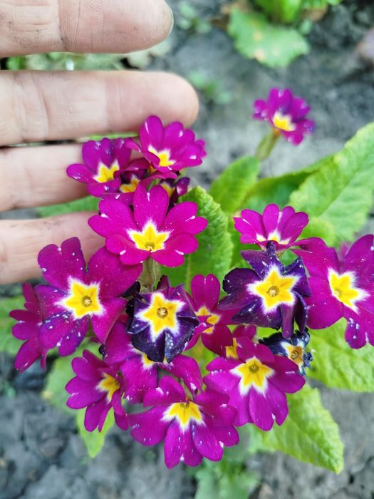 Примула садова, примула. Набір примули.