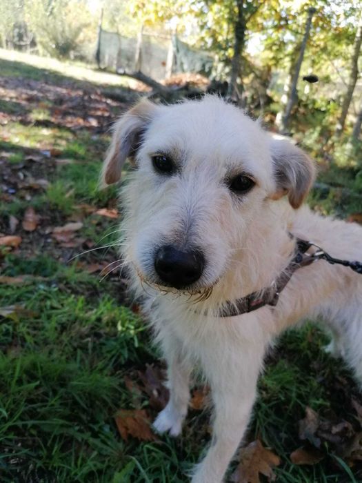 Bobby- Cachorro para adoção responsável