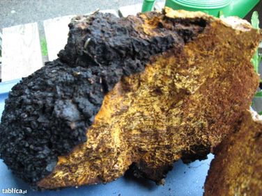 Okazja - 1,5 kg Chaga / Czaga / Inonotus obliquus / Czarna huba z brzo