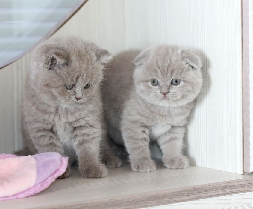 Продаются лиловые шотландские котята