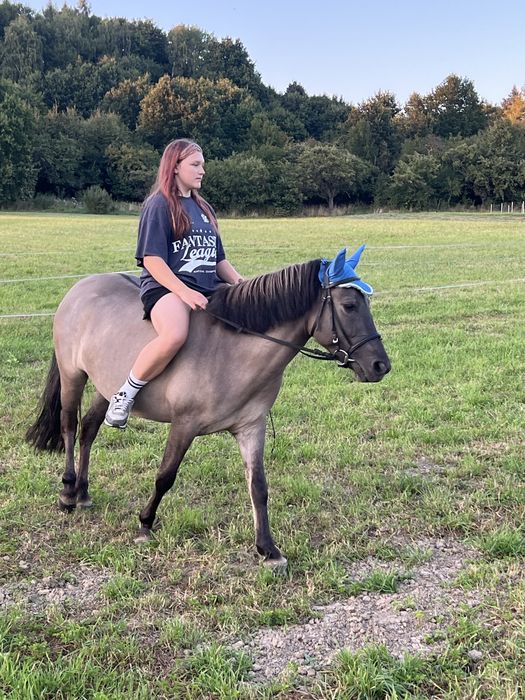 Do dzierżawy klacz konika polskiego 145cm warta uwagi!