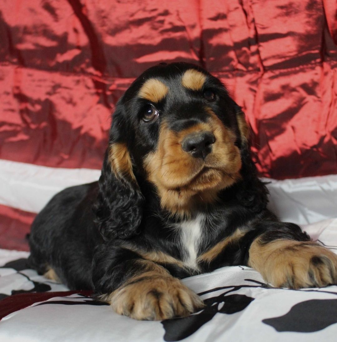 Piesek Cocker Spaniel