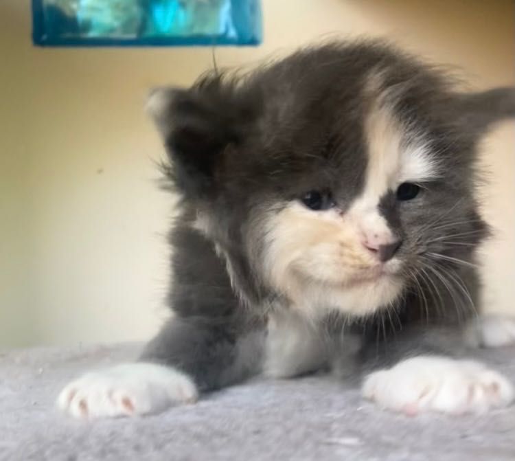 Maine Coon - kotka po imporcie !