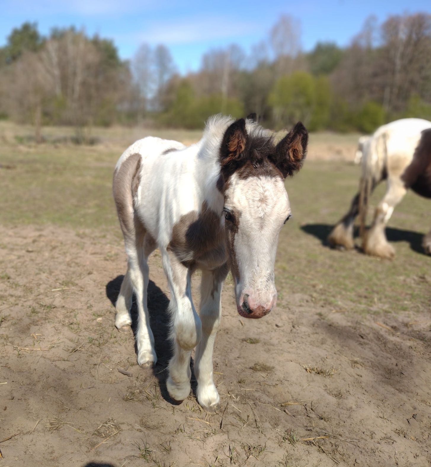 Ogierek Gypsy Cob (nie Tinker) po multichampionie.