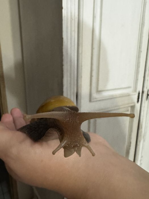 Ślimaki Afrykańskie oddam za darmo