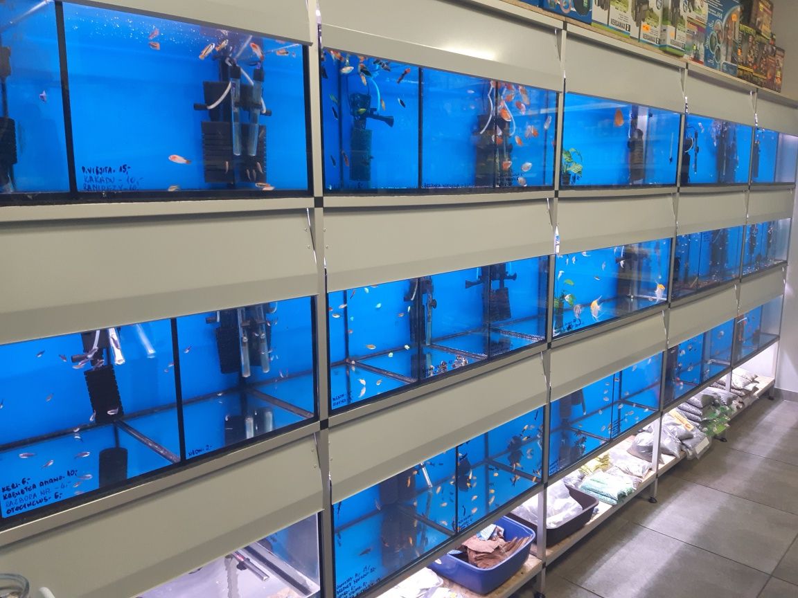 Krab Tęczowy XXL