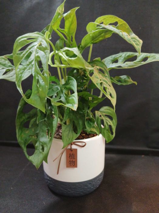 Монстера Манкі квіти на подарунки. Монстера Делікатесна 600 грн