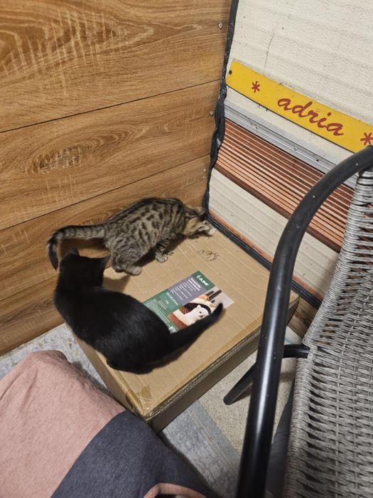 Dwa kocurki szukają domu