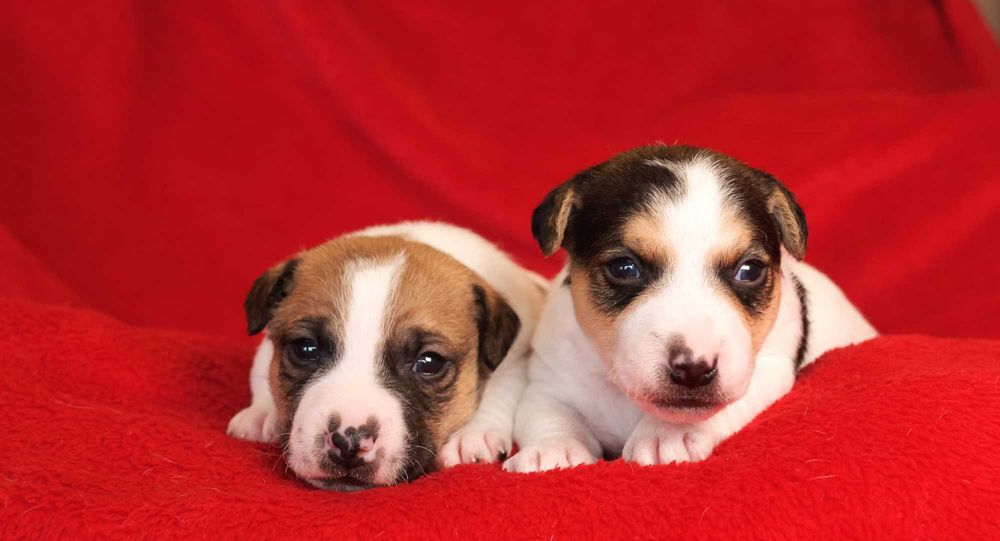 Piesek Jack Russell Terrier z hodowli "BREFIO"/badania genet.