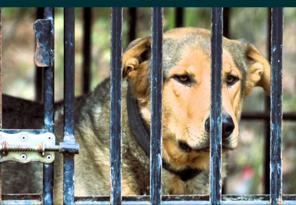 30 kg psiej miłości