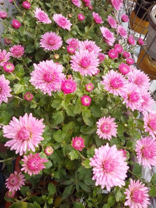 Хризантема мультифлора