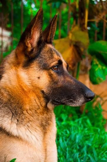 Fêmea Pastor Alemão com LOp/pedrigree