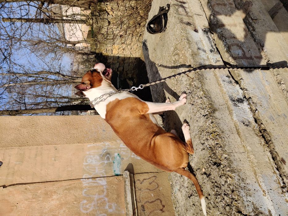 Вязка собак