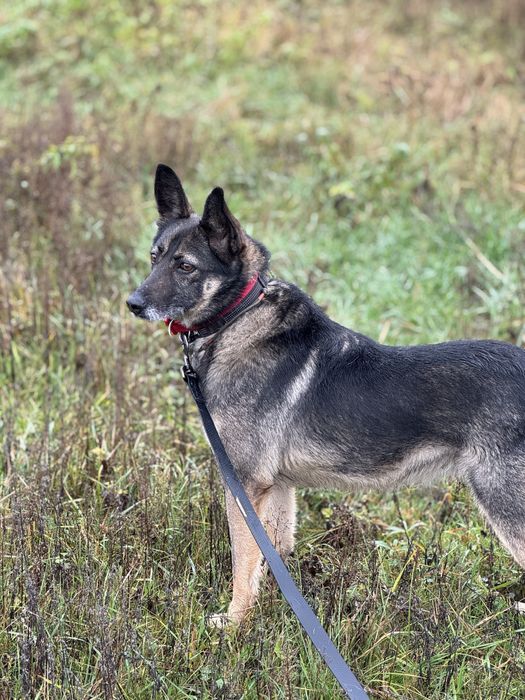 Собака з притулку Юта