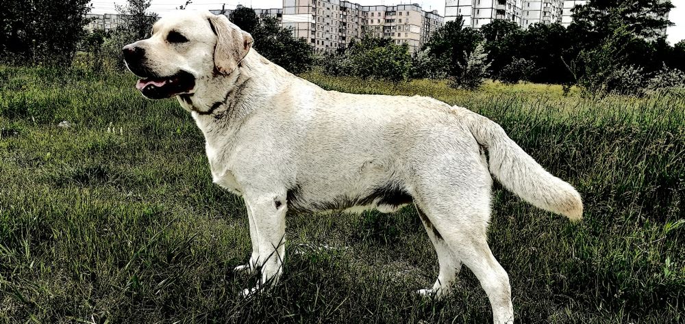 Вязка лабрадора !!!