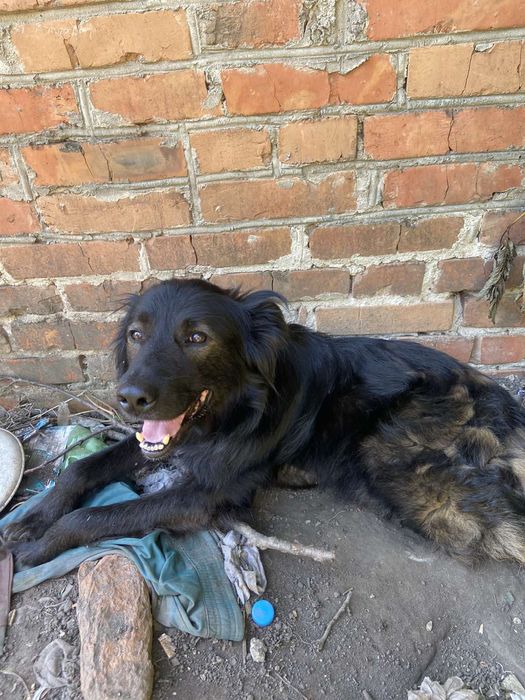 Парень Яша в добрые руки.