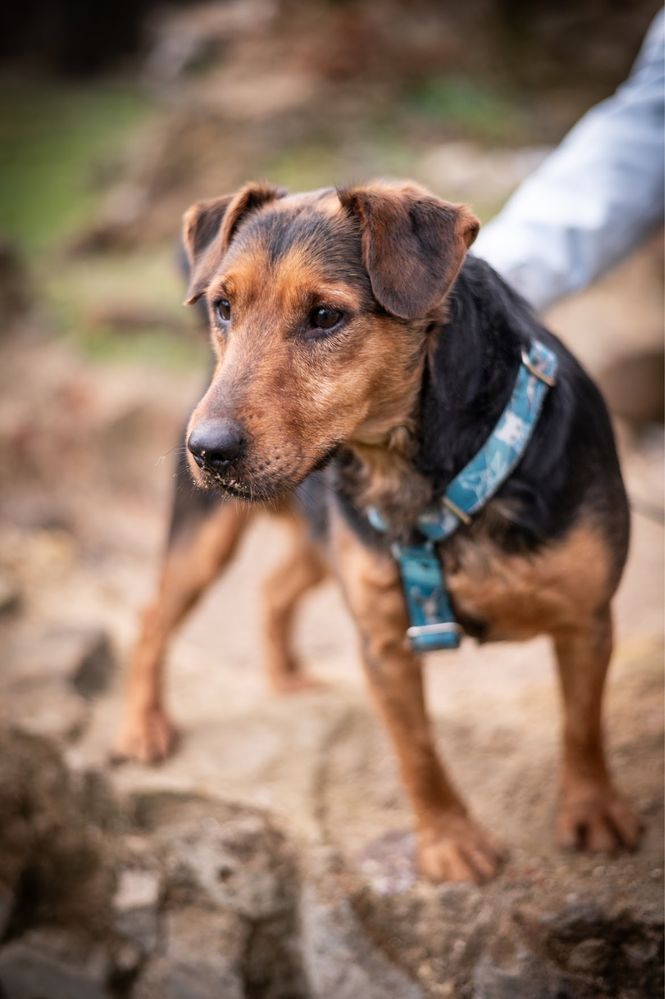 Co za pies! Aktywny terrier szuka domu. W typie psa myśliwskiego.