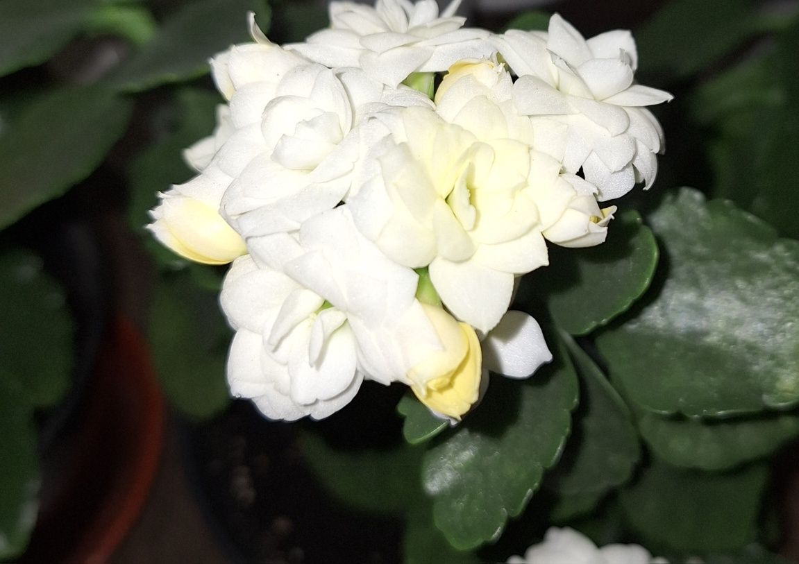 Каланхое білий каланхое жовтий лікувальний квітучий