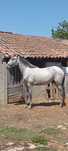Poldro lusitano livro azul 27 meses grande 1,60cm ainda cresce mais