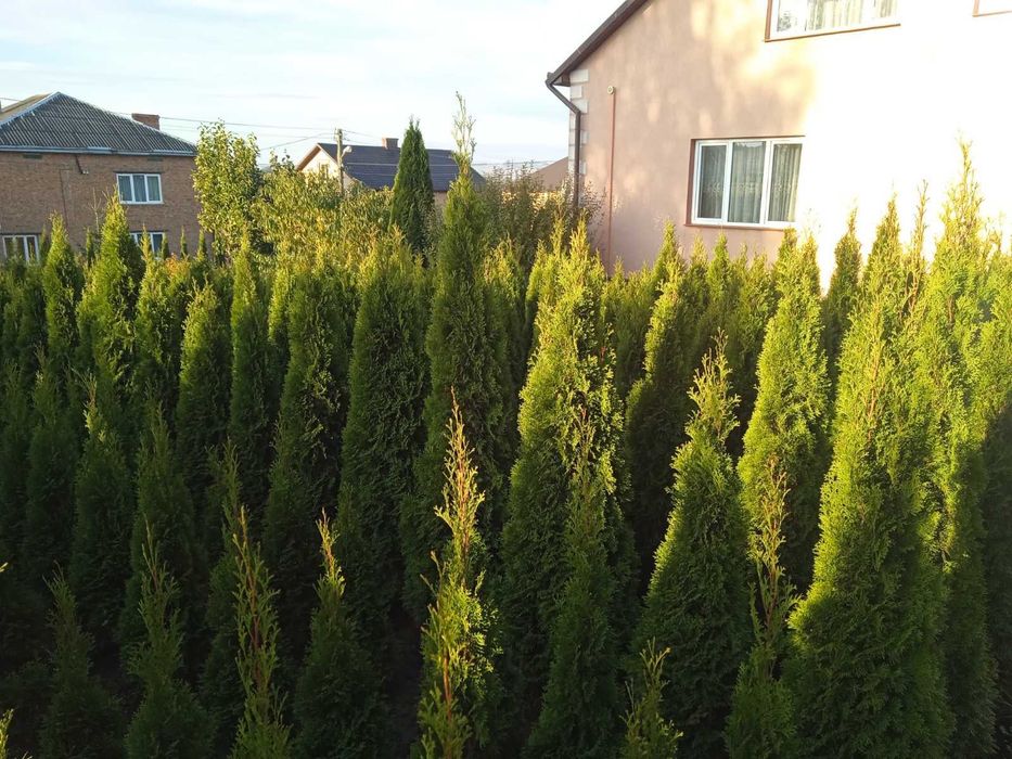 Продам туї смарагд 1.7-2.5м