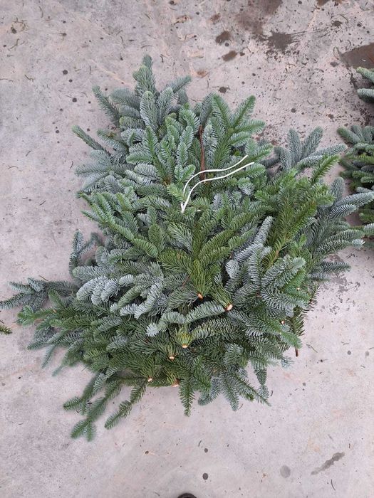 GAŁĘZIE Abies nobilis 5kg