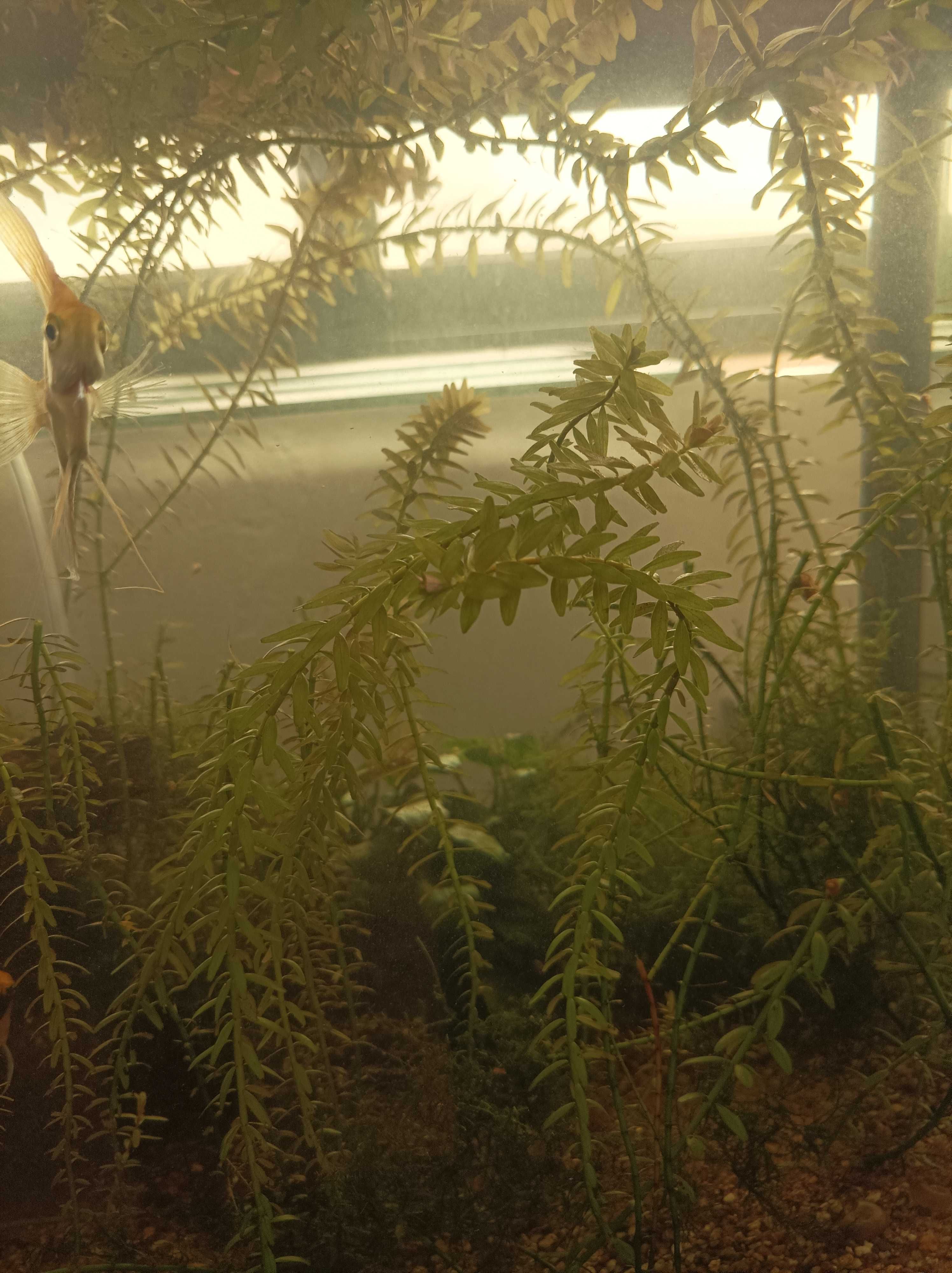 Planta de aquário