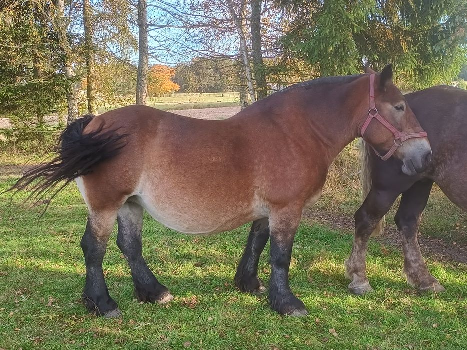 Sprzedam klacz zimnokrwistą