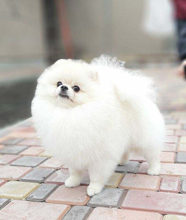 Вязка померанского шпица