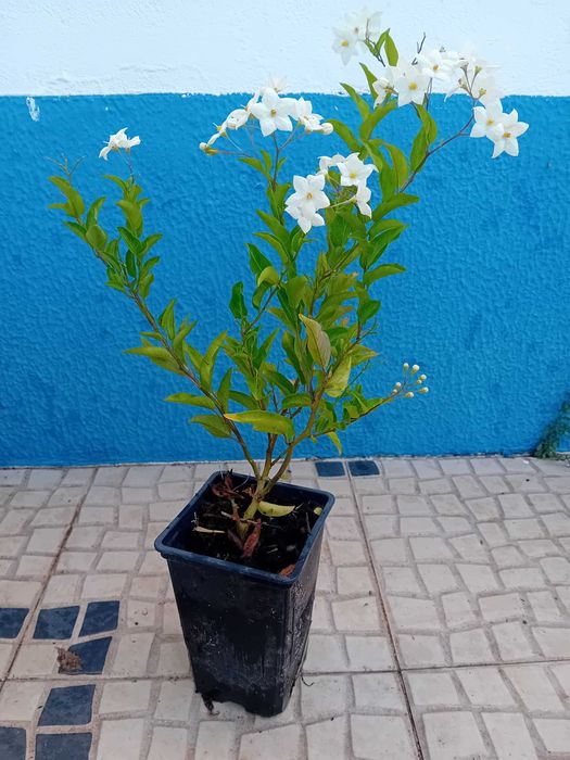 Trepadeira Solanum Jasminoides erva moura