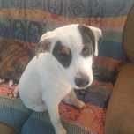Cao para adopcao/ boy puppy