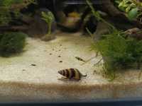 Ślimak Helenka pogromca niechcianych ślimaków w akwarium