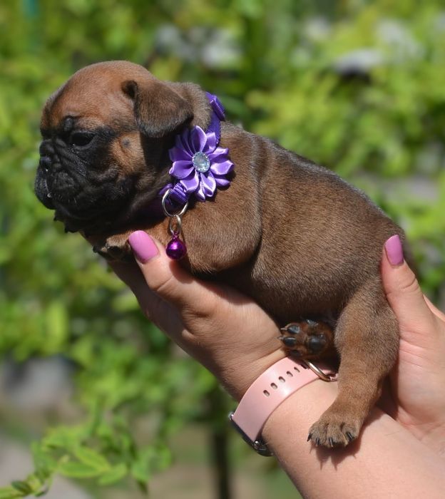 КСУ-FCI французький бульдог цуценята