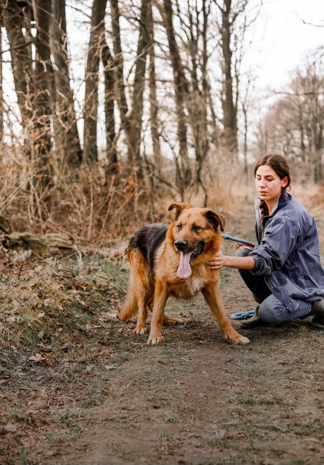 Remus - piękny psiak w typie owczarka niemieckiego szuka domu!